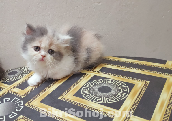 Calico Persian Cat Punch Face (Exotic Bloodline)